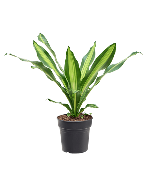 Dracaena