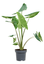 Alocasia Zebrina