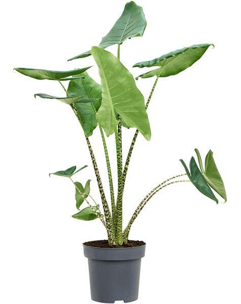 Alocasia