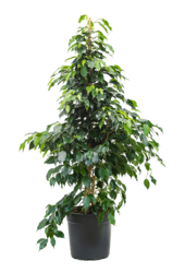 Ficus Benjamina Danielle