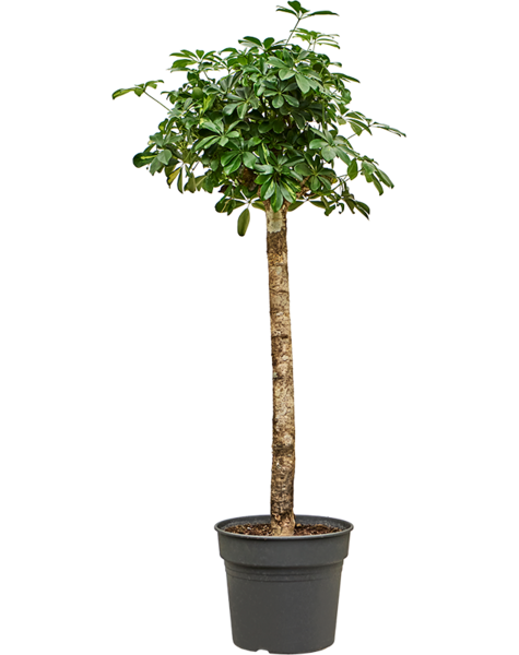 Schefflera