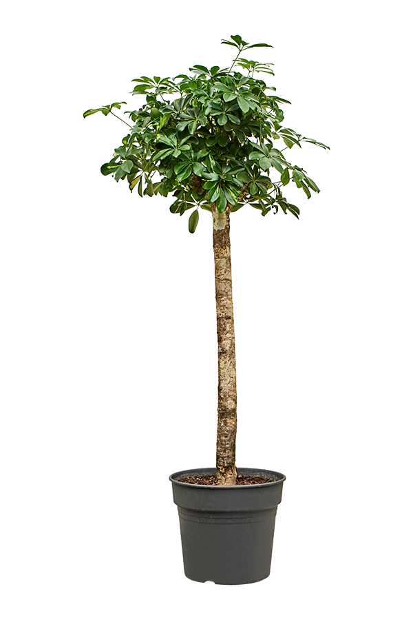 Schefflera Arboricola Gold Capella