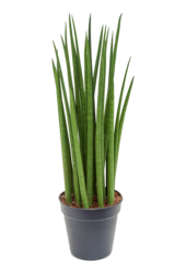 Sansevieria Cylindrica Spikes