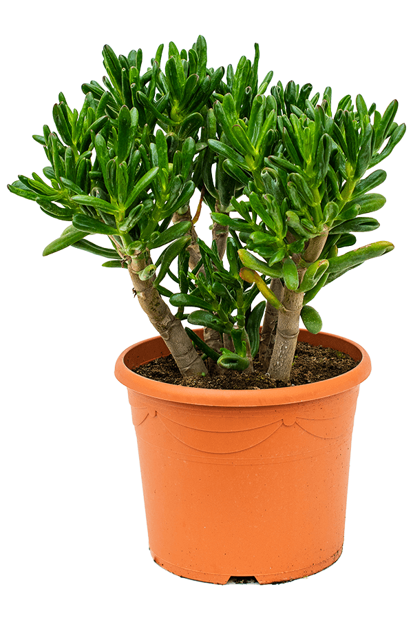 Crassula Ovata Gollum