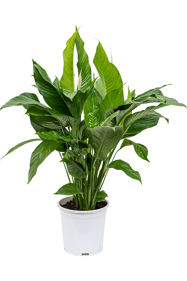 Spathiphyllum Sweet Lauretta