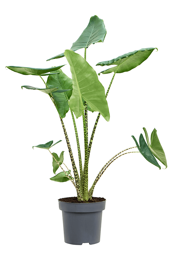 Alocasia Zebrina