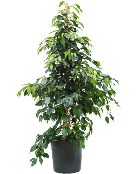 Ficus