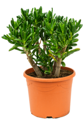 Crassula Ovata Gollum