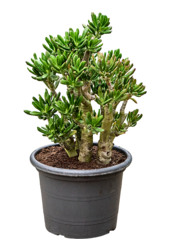 Crassula Ovata Gollum