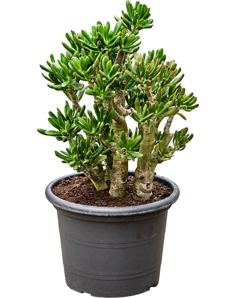 Crassula