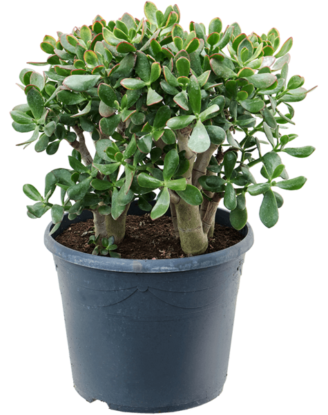 Crassula
