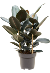 Ficus Elastica Abidjan