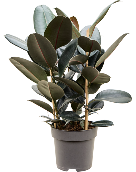 Ficus