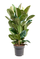 Ficus Elastica Robusta