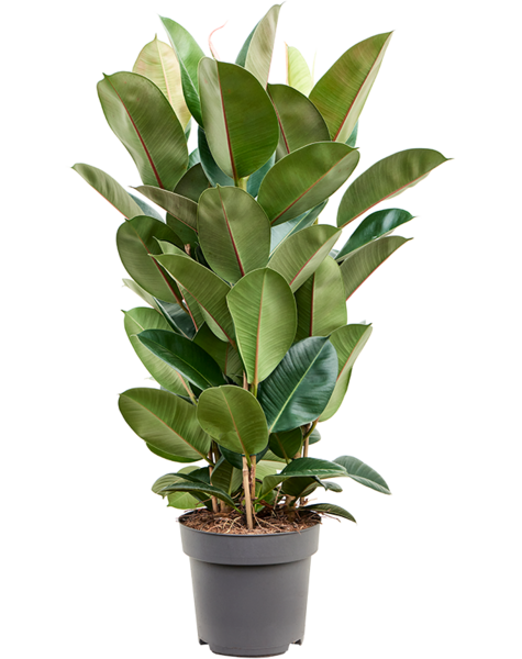 Ficus