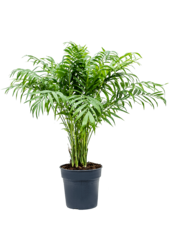 Chamaedorea Elegans