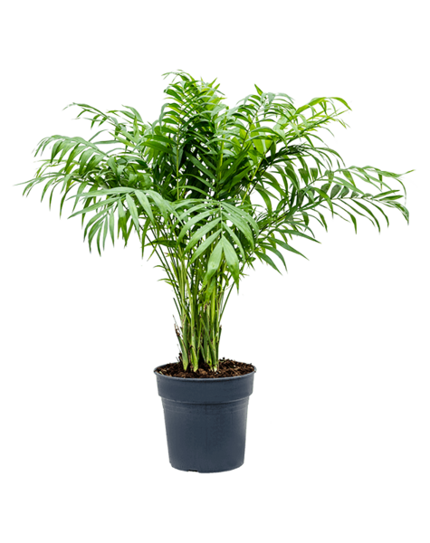 Chamaedorea