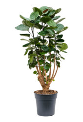 Aralia (Polyscias) Fabian