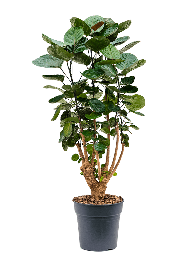 Aralia (Polyscias) Fabian