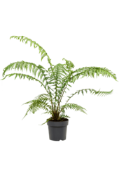 Dicksonia Antarctica