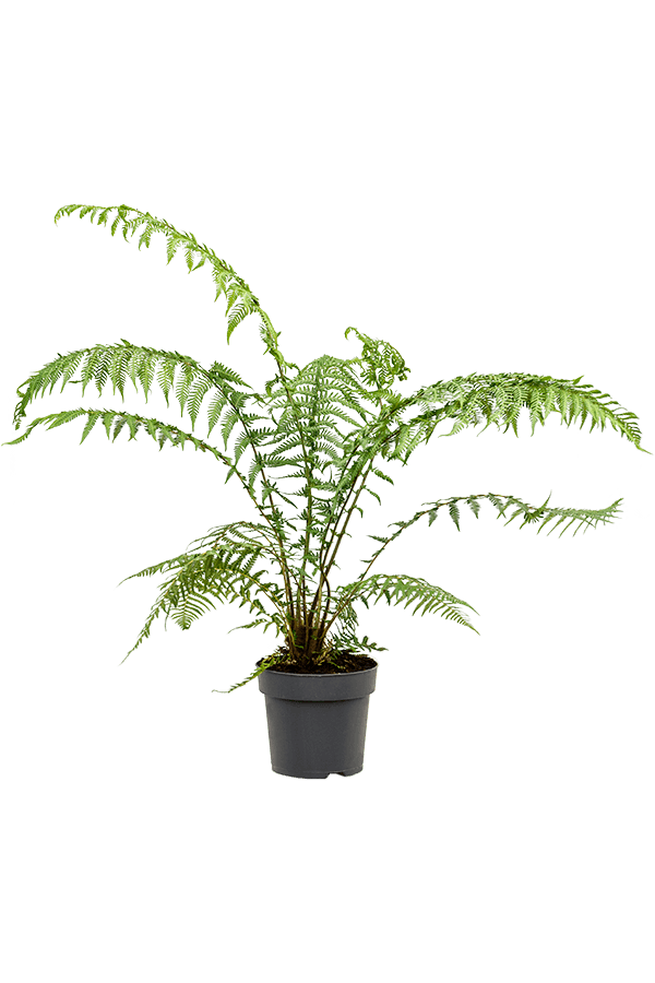 Dicksonia Antarctica