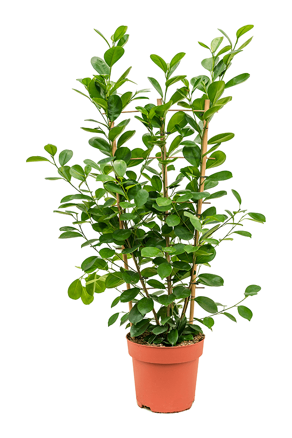 Ficus Microcarpa Moclame