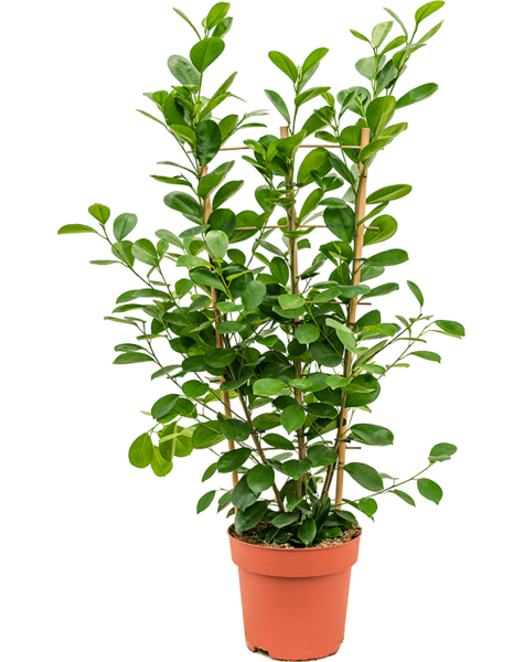 Ficus
