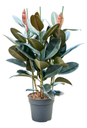 Ficus Elastica Abidjan