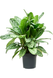 Aglaonema Stripes