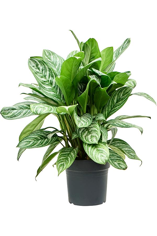 Aglaonema Stripes
