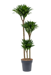 Dracaena Fragrans Compacta