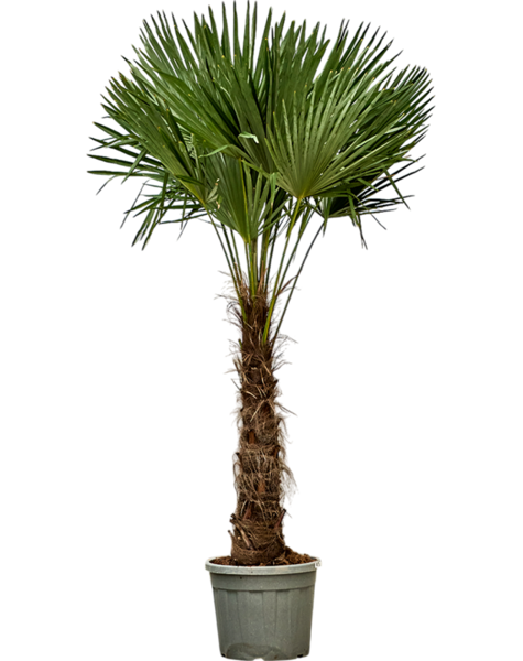 Trachycarpus