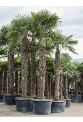 Trachycarpus Fortunei (520-560)