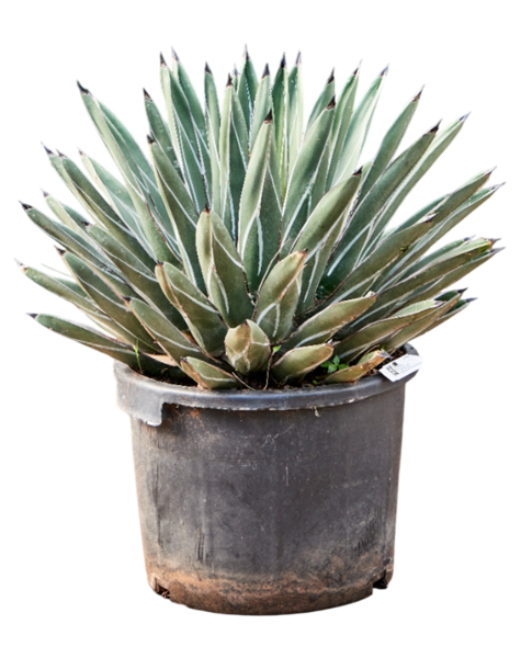 Agave