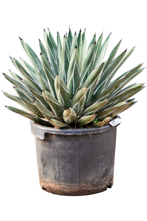 Agave Ferdinandi Regis