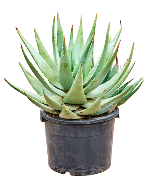 Aloe