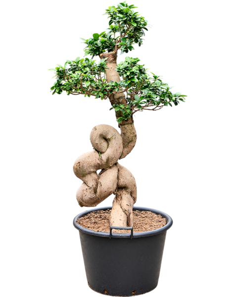 Ficus