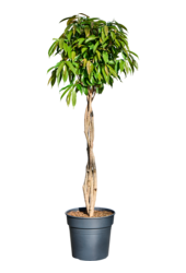 Ficus Binnendijkii Amstel King