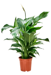 Spathiphyllum Sweet Lauretta