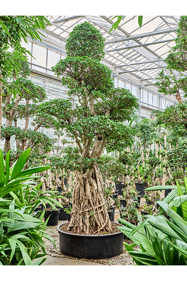 Ficus Microcarpa Compacta