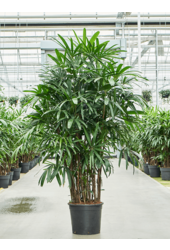 Rhapis Excelsa