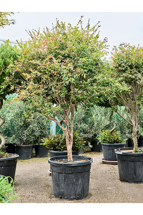 Myrciaria Cauliflora (Jaboticaba)
