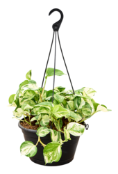 Scindapsus (Epipremnum) Manjula Variegata