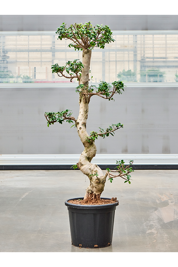 Ficus Microcarpa Compacta