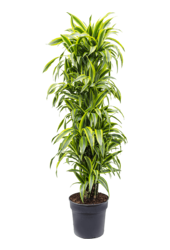 Dracaena Fragrans Lemon Lime