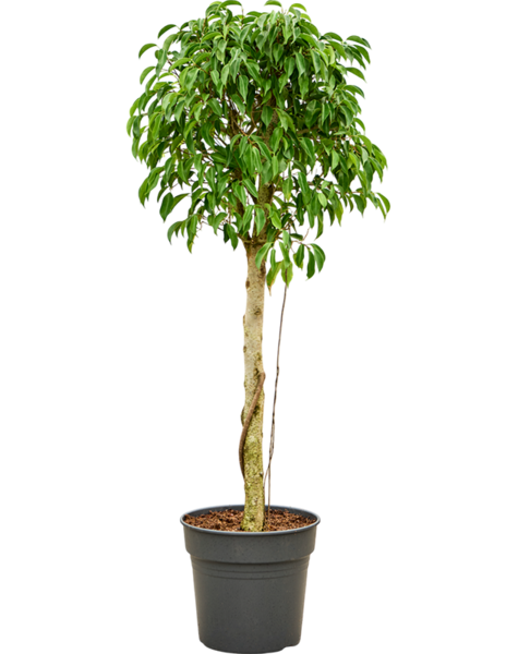 Ficus