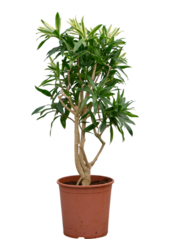 Pleomele (Dracaena) Reflexa Song Of Sri Lanka