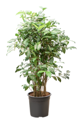 Dracaena Godseffiana (110-130)