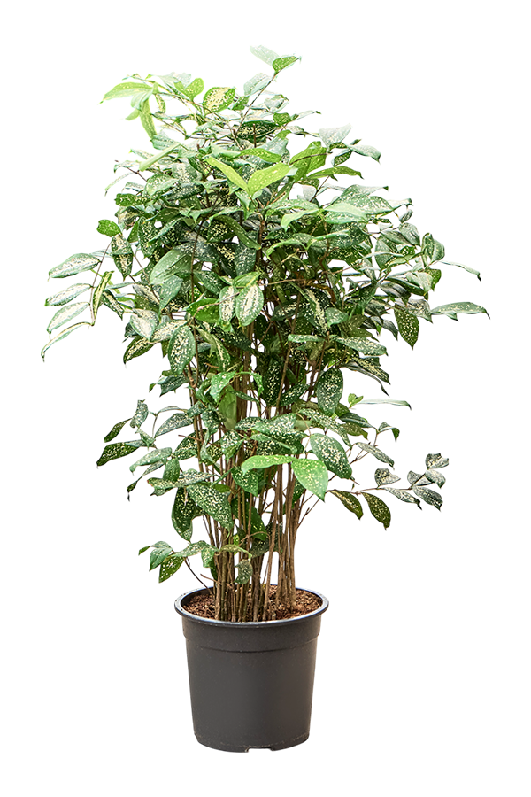 Dracaena Godseffiana (110-130)