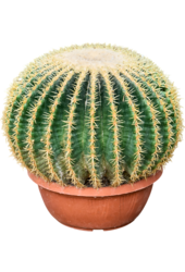 Echinocactus Grusonii Intermedius